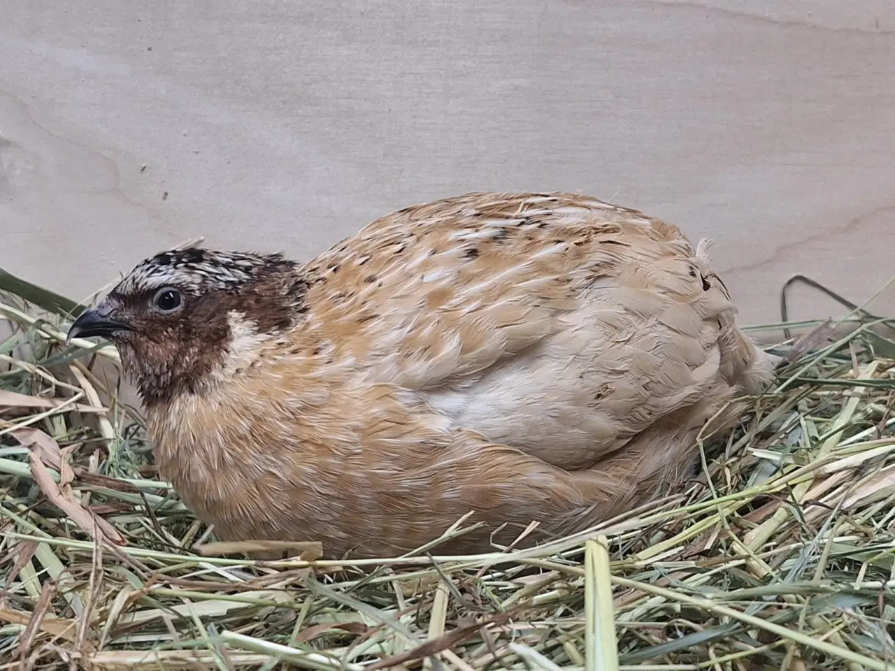 Billede 6 - Store flotte Jumbo Vagtler 