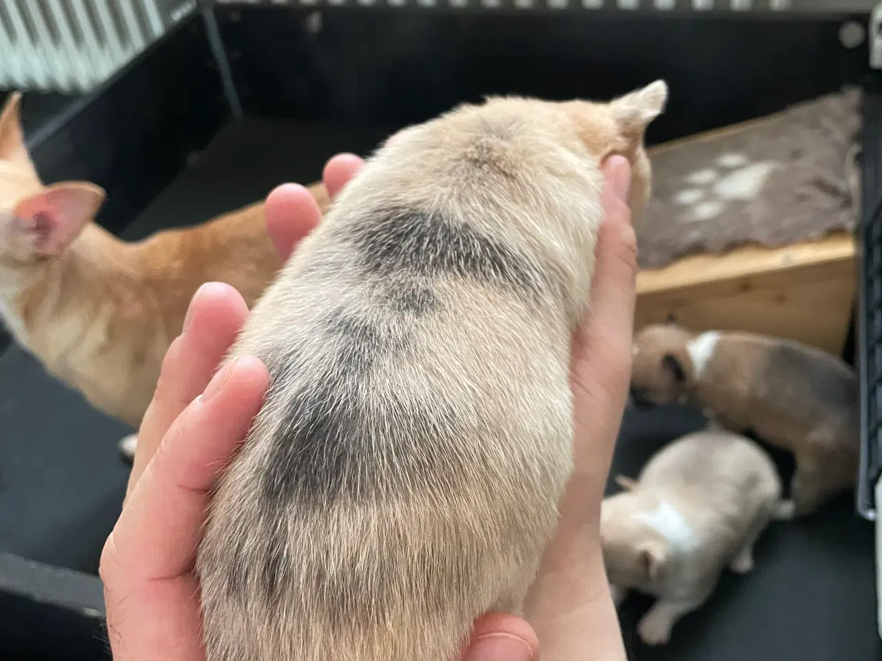 Billede 7 - Chihuahua tæve korthåret 