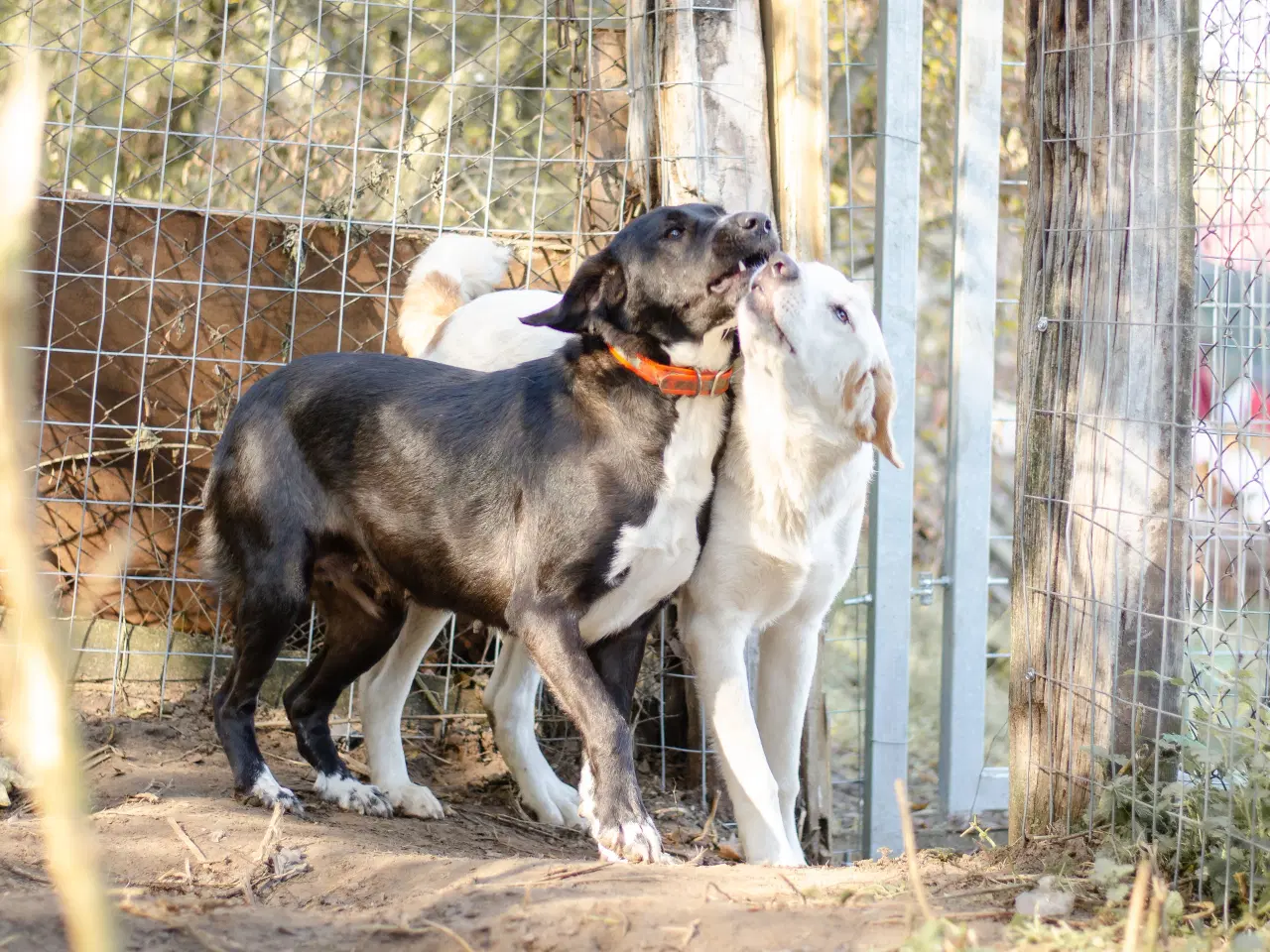 Billede 9 - Skønne Callie søger familie