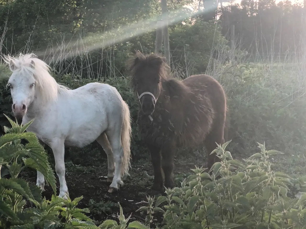Billede 5 - 2 bedste venner sælges samlet. Shetlandsponyer 
