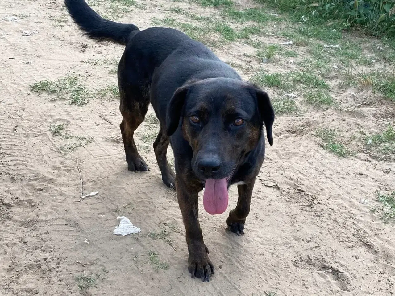 Billede 1 - Gadehunden Fie søger sit eget hjem❤️