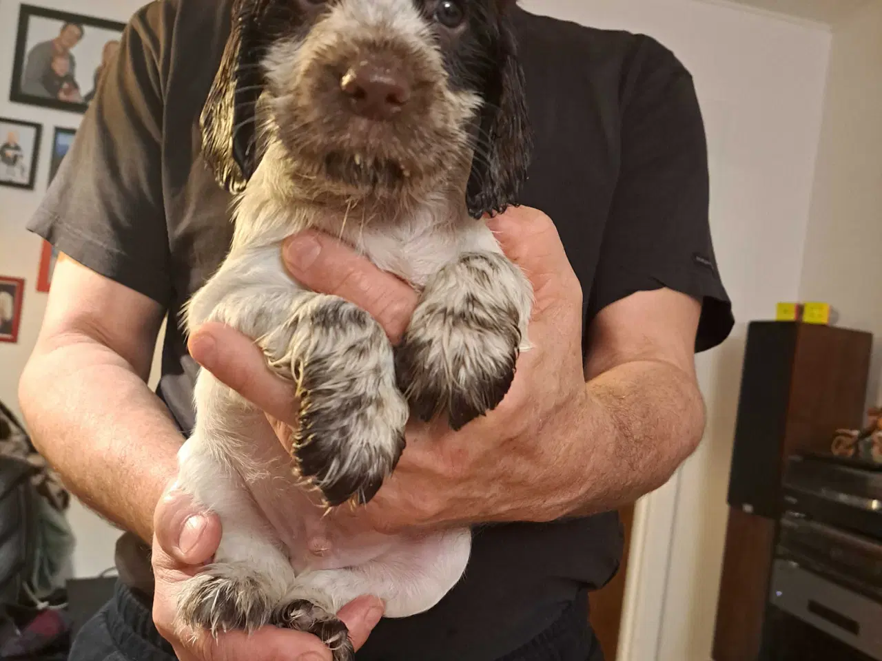 Billede 1 - Lækker cocker han, hvid og brun