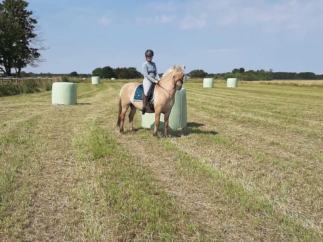 Billede 3 - Rødblakke Fjordhorse stallion 5years old