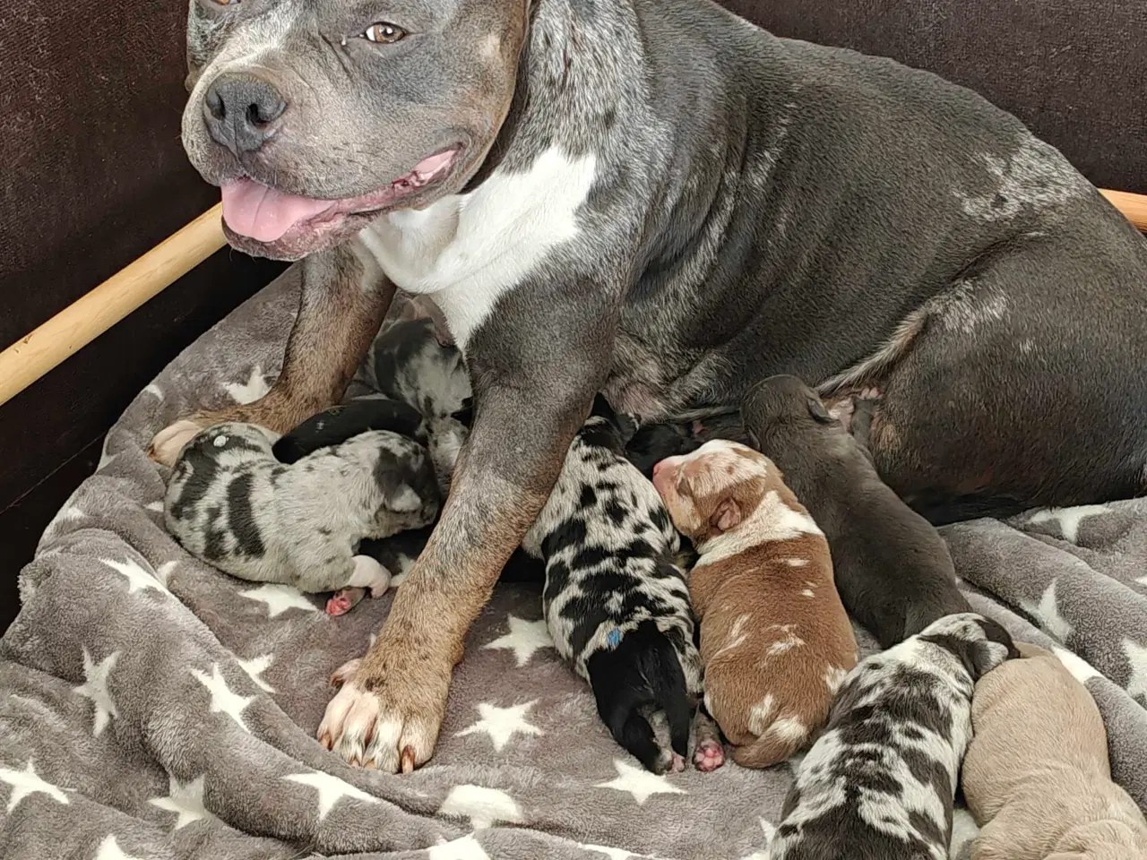 Billede 9 - American Bully 