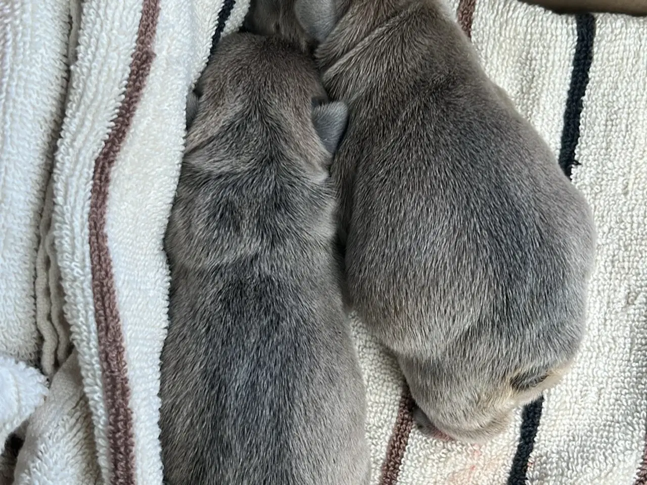 Billede 2 - Fransk bulldog hvalpe 
