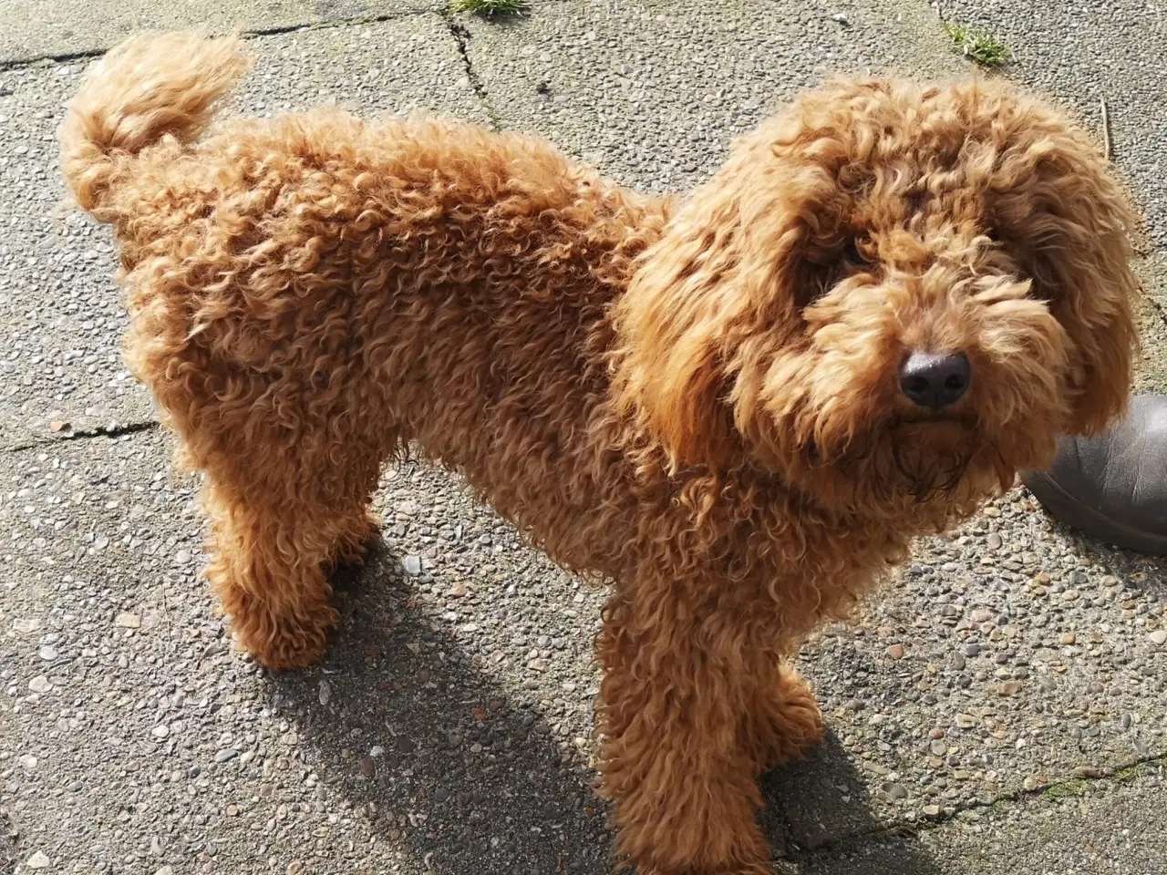 Billede 4 - Cavapoo hvalp