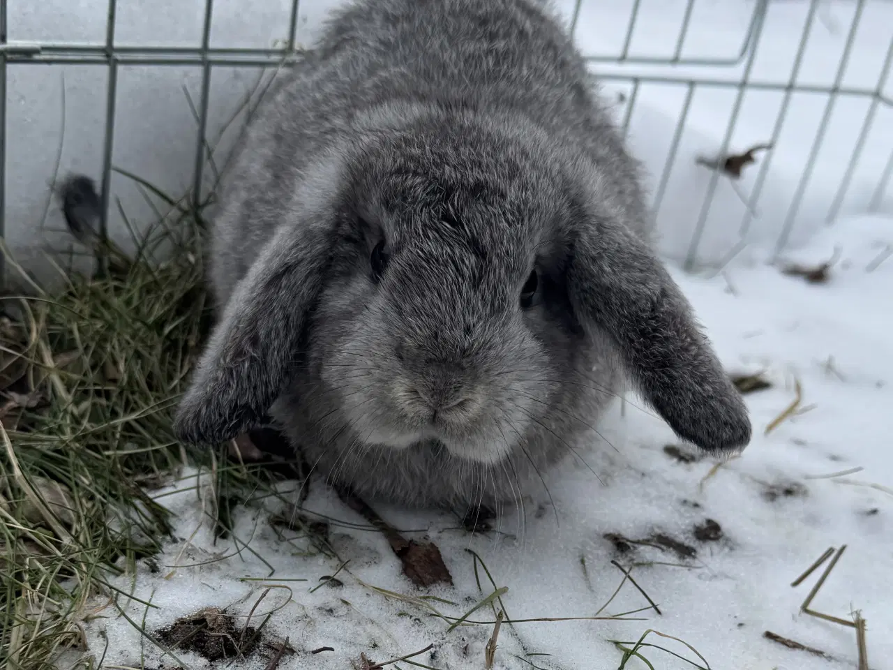 Billede 17 - Han Dværgvædder unger sælges 