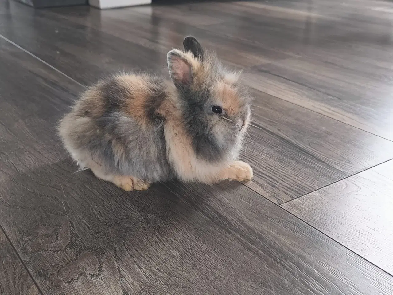 Billede 5 - Sød ung Teddy dværgkanin til salg 🐰 