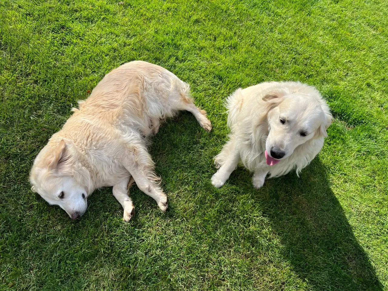 Billede 16 - Golden retriever hvalpe sælges