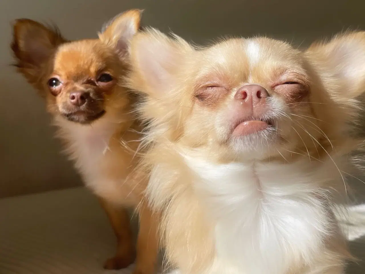 Billede 5 - Kærligt hjem søges til Coco 🐾🐶