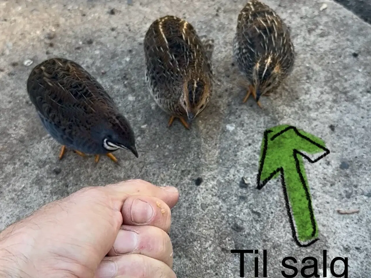 Billede 2 - Kinesiske Dværgvagtler 