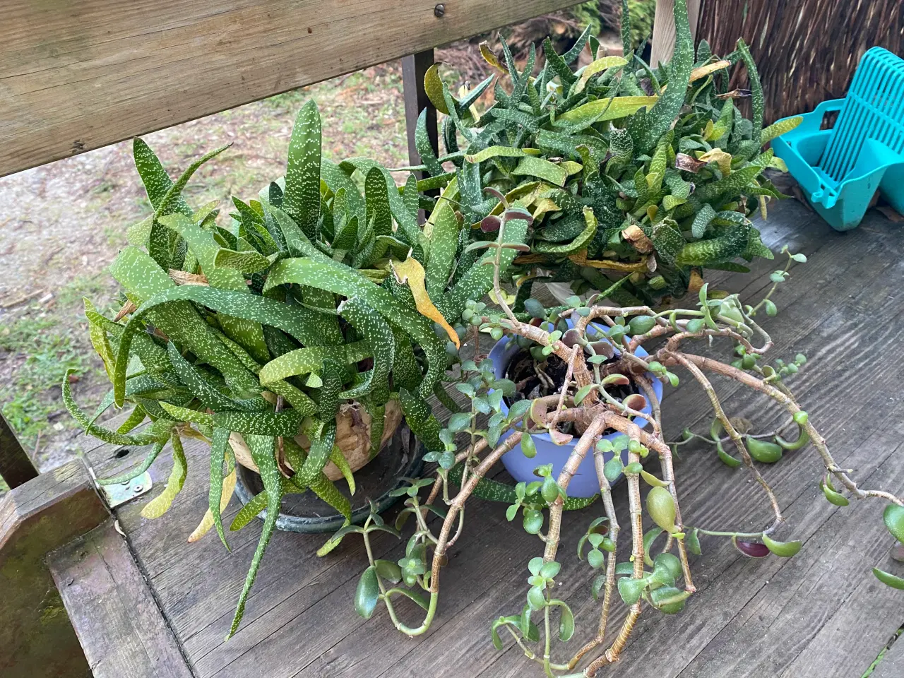 Billede 2 - Gratis 3 Forskellige Stueplanter med Potter