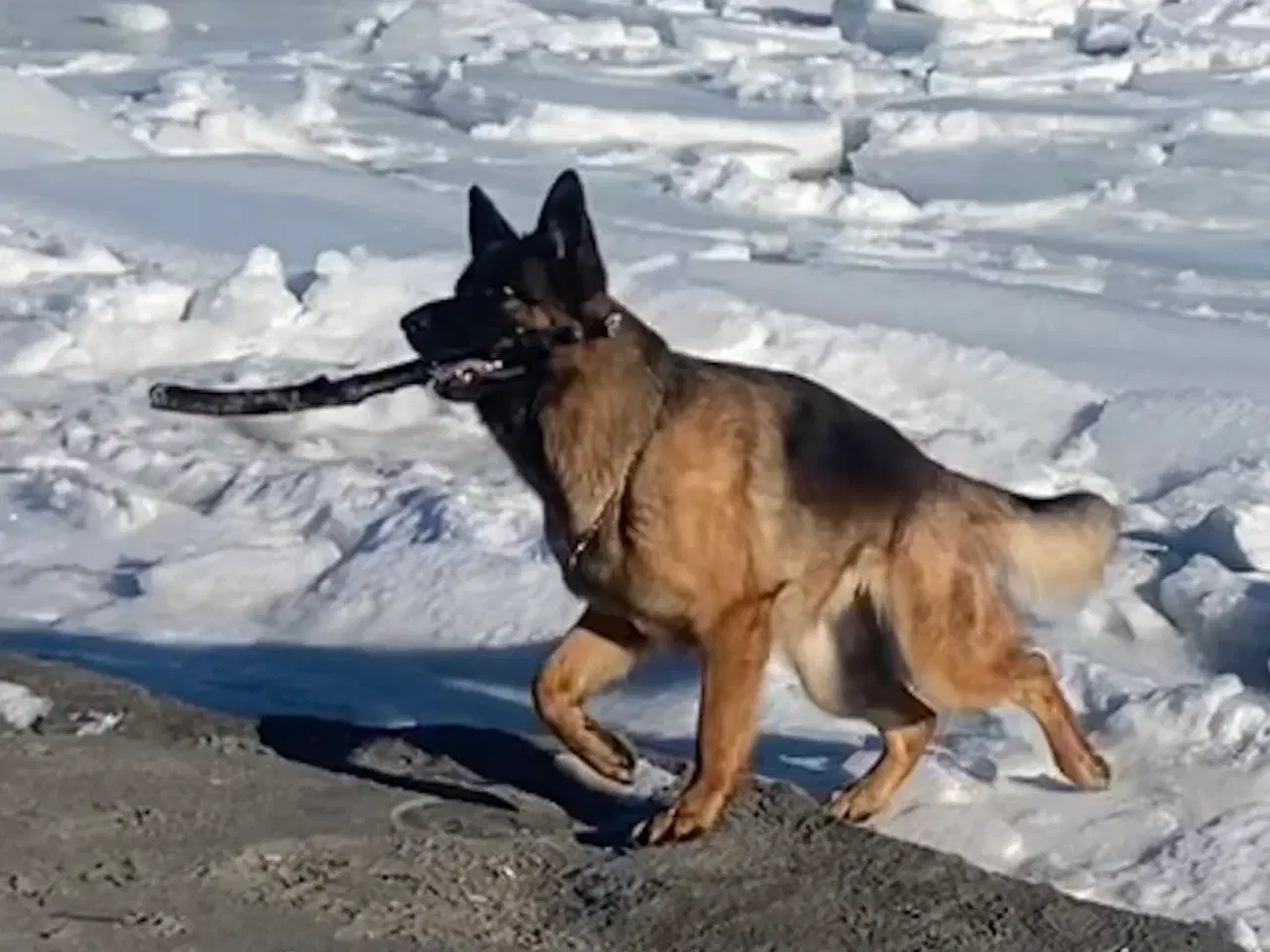 Billede 2 - Schæferhvalpe fra Danmarks ældste kennel  