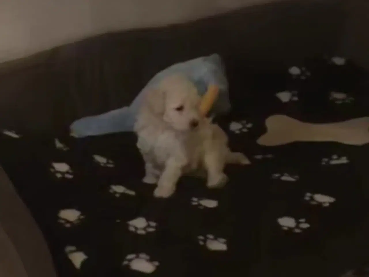 Billede 1 - Havapoo hvalpe