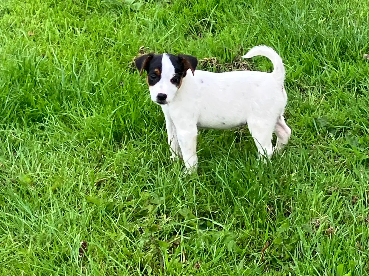 Billede 3 - Dansk Svensk Gårdhund