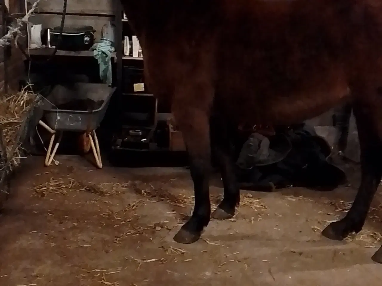 Billede 1 - Sød dansk varmblods hoppe