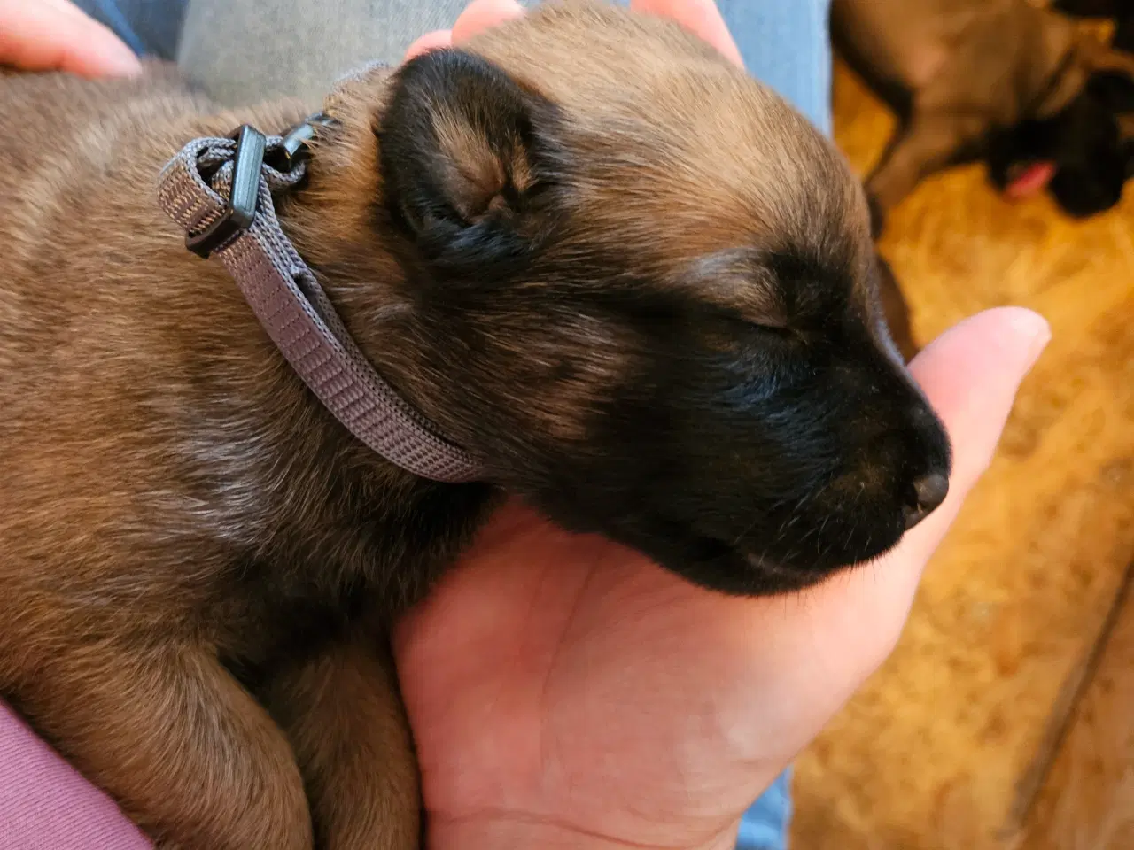 Billede 1 - Belgisk Malinois - Hvalpe - med stamtavle