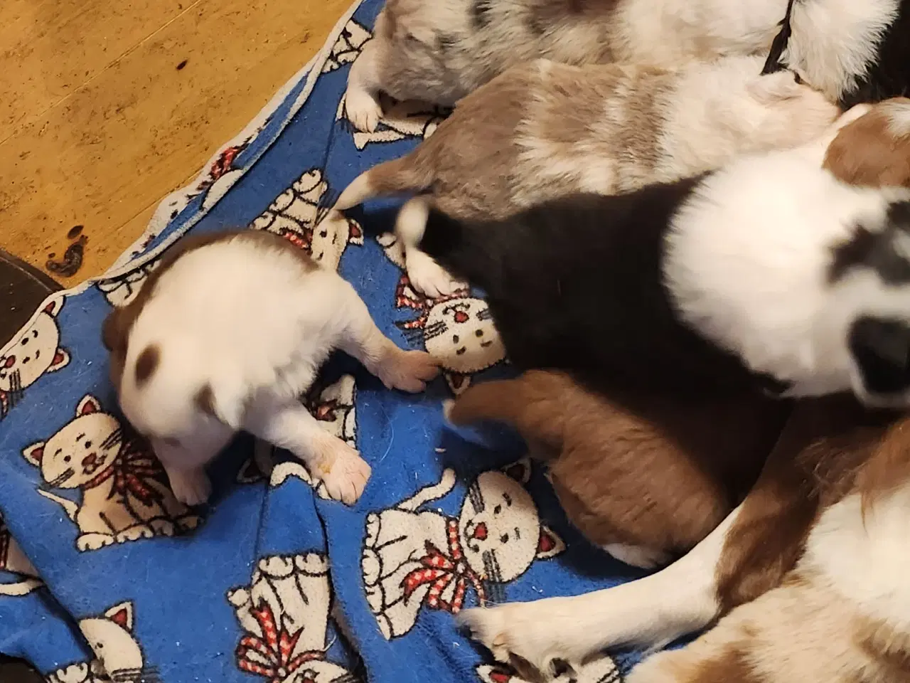 Billede 3 - Border collie/ Australien Shepherd mix