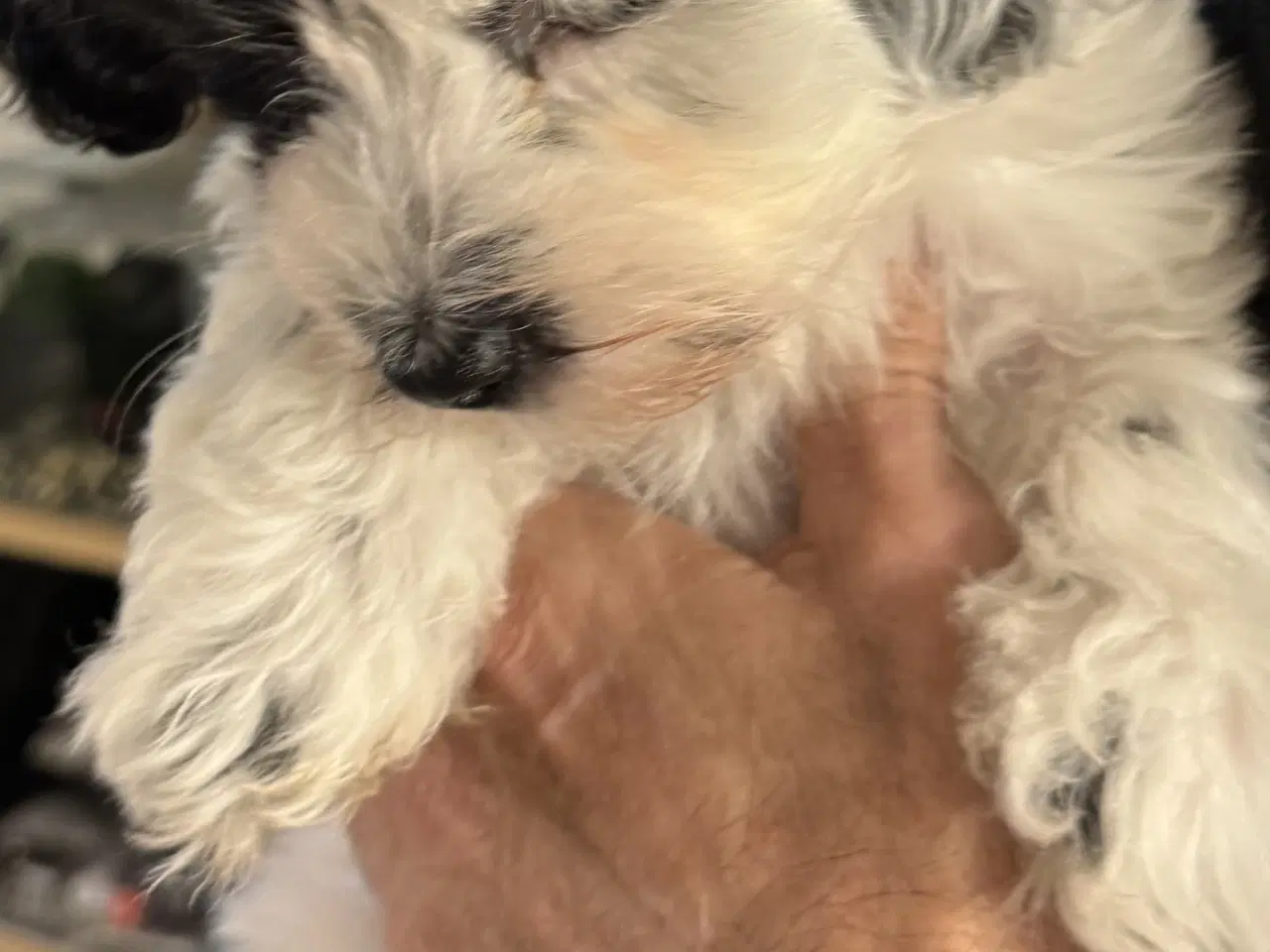 Billede 2 - Bichon Havanais. 