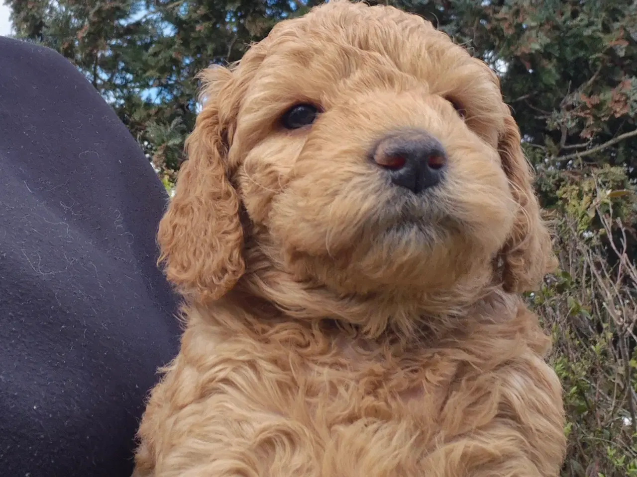 Billede 7 - Goldendoodle  hvalpe - 14-21 kg
