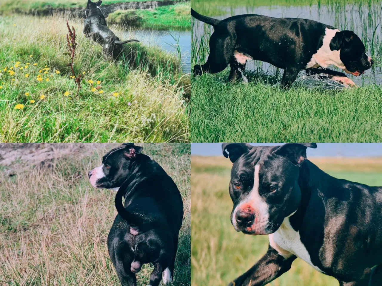 Billede 7 - Xl bully han