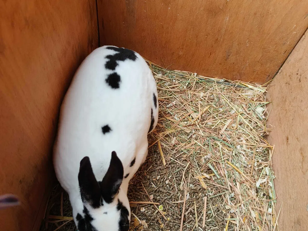 Billede 2 - Lille Rex, 7 måneder gammel 