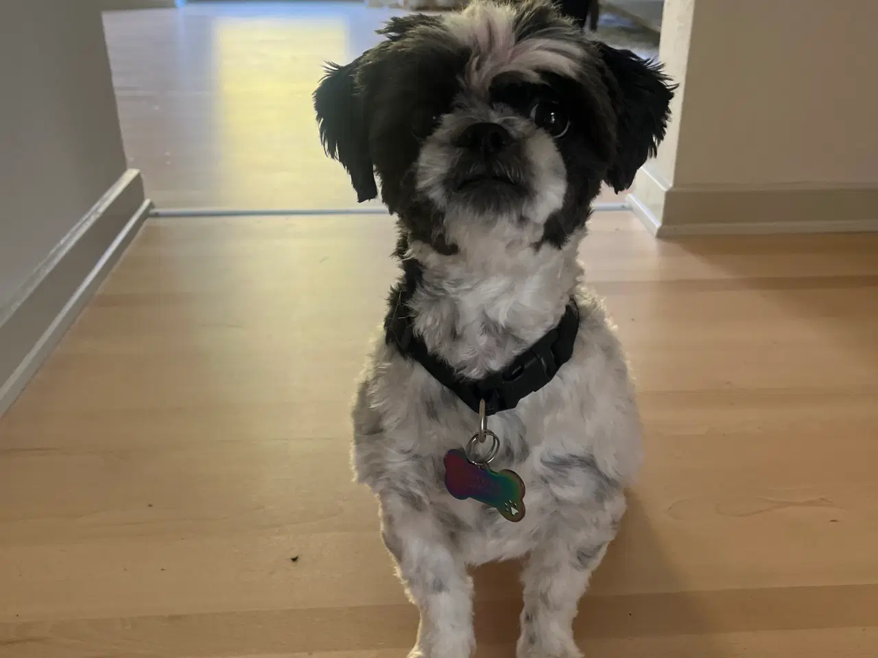 Billede 5 - Shih tzu