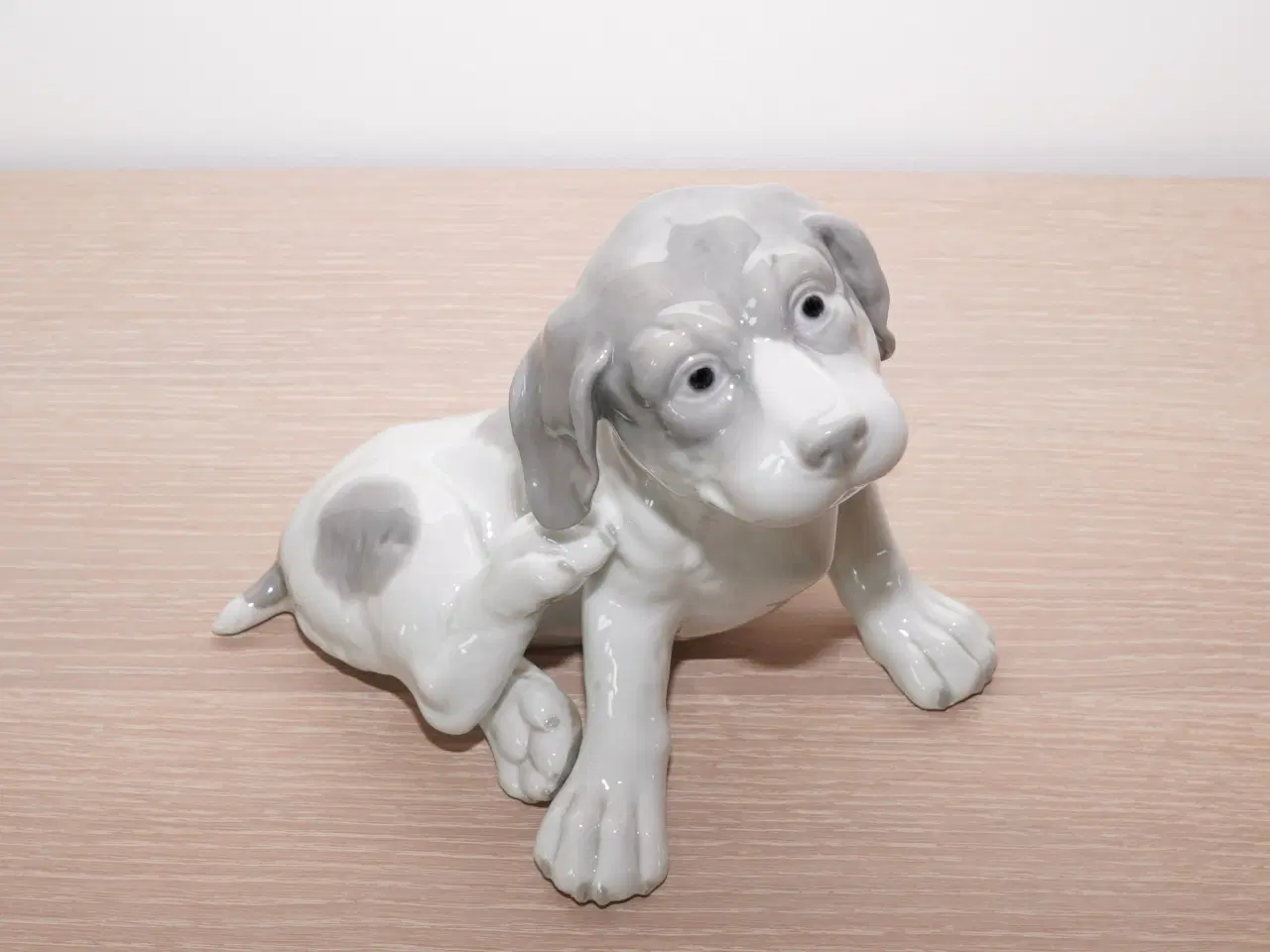 Billede 1 - Stor 110 år gl hund / pointer hvalp f Heubach