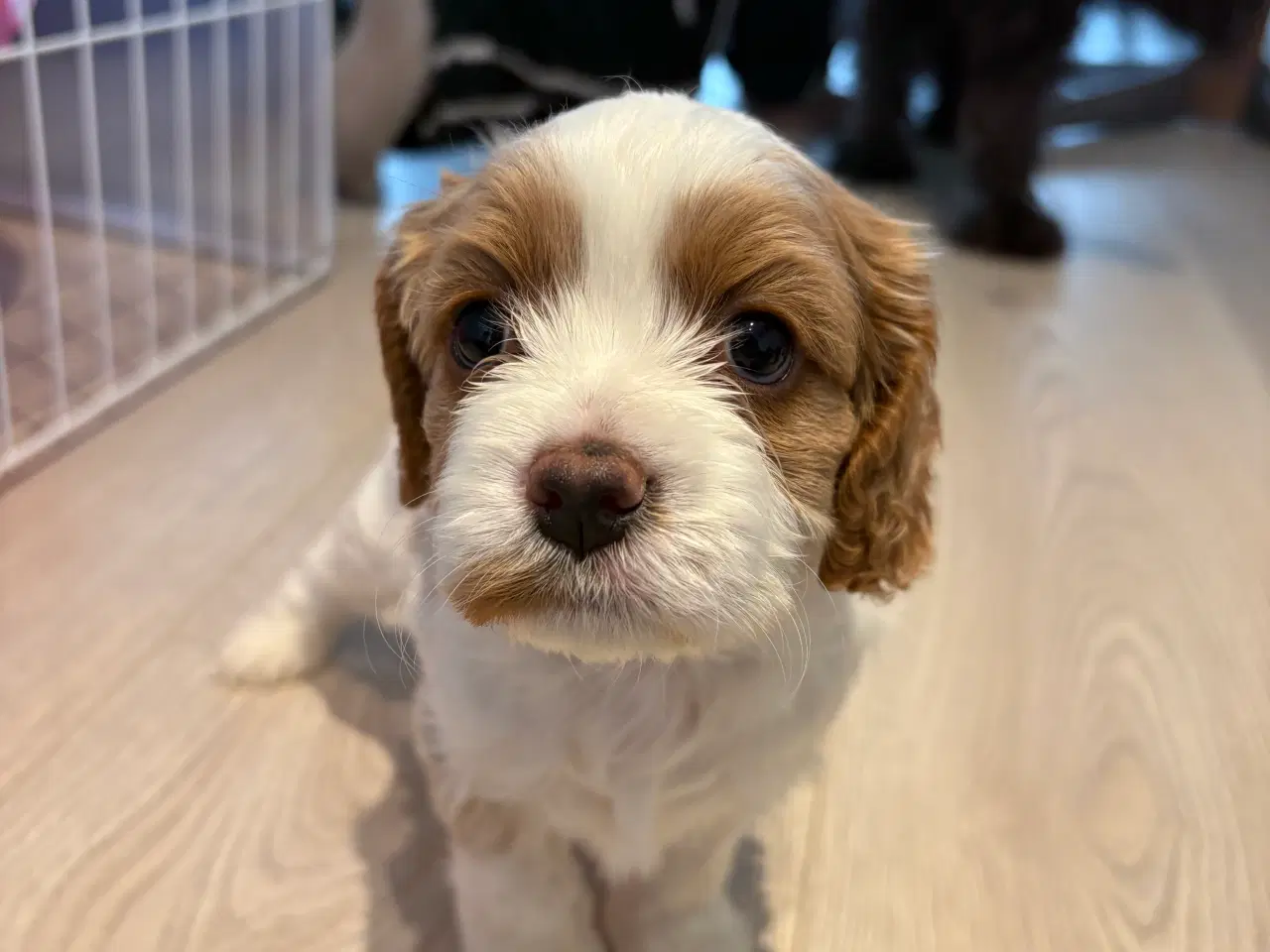 Billede 1 - Cavapoo hvalpe 