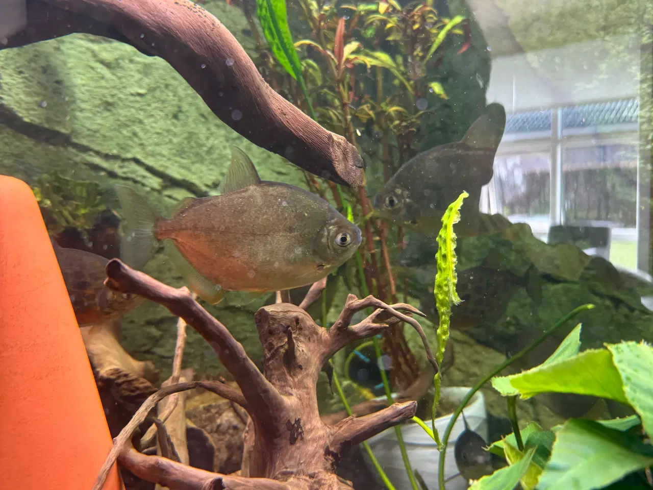 Billede 3 - Store Silver doller 