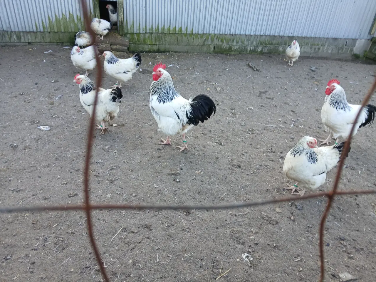 Billede 15 - RUGE ÆG 