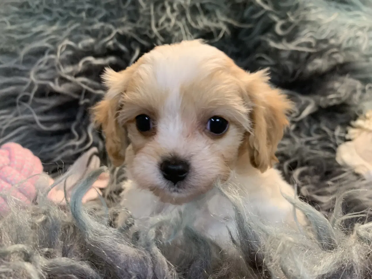 Billede 17 - Mini cavapoo babyer F1
