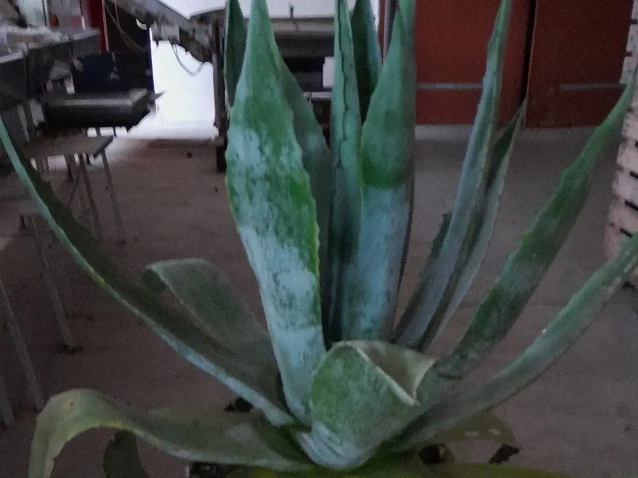 Billede 1 - Agave. 