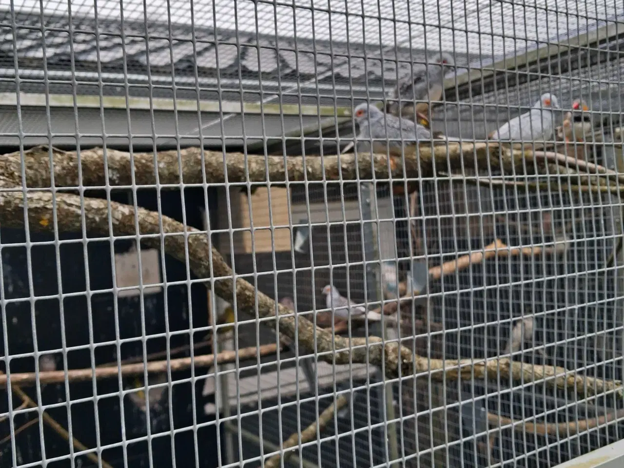 Billede 2 - Diamant due