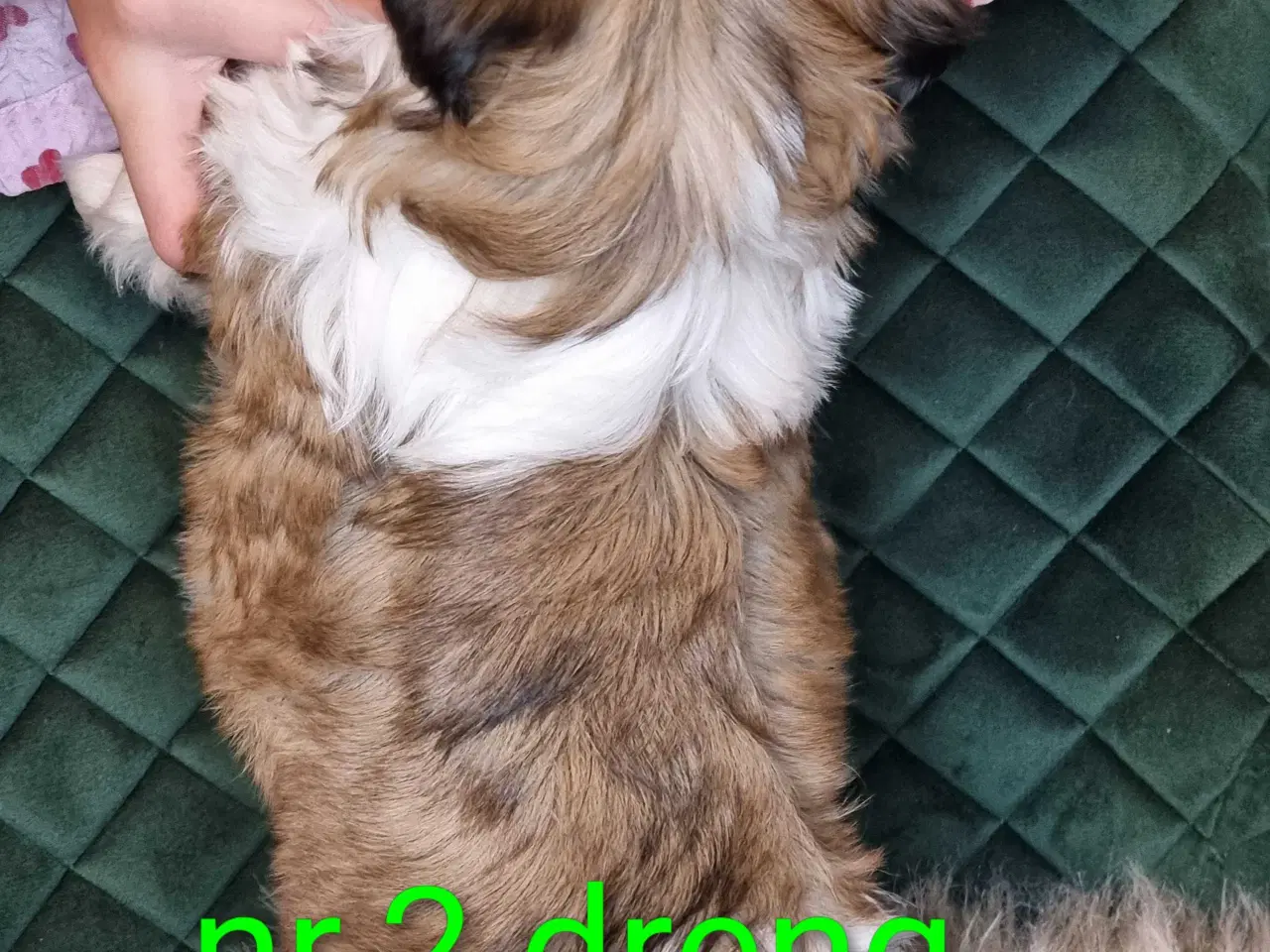 Billede 4 - Shih tzu hvalpe 