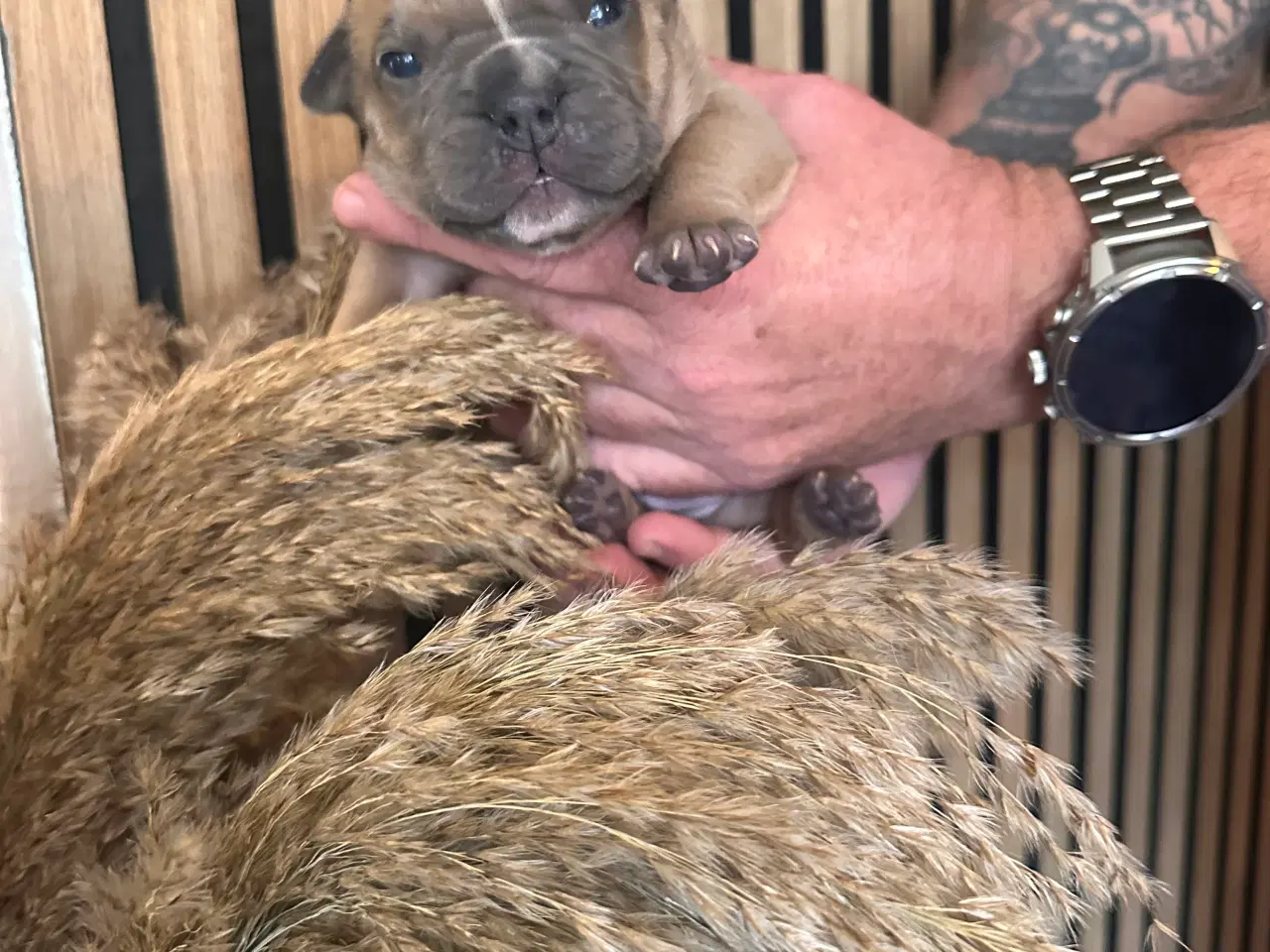 Billede 8 - English bulldog