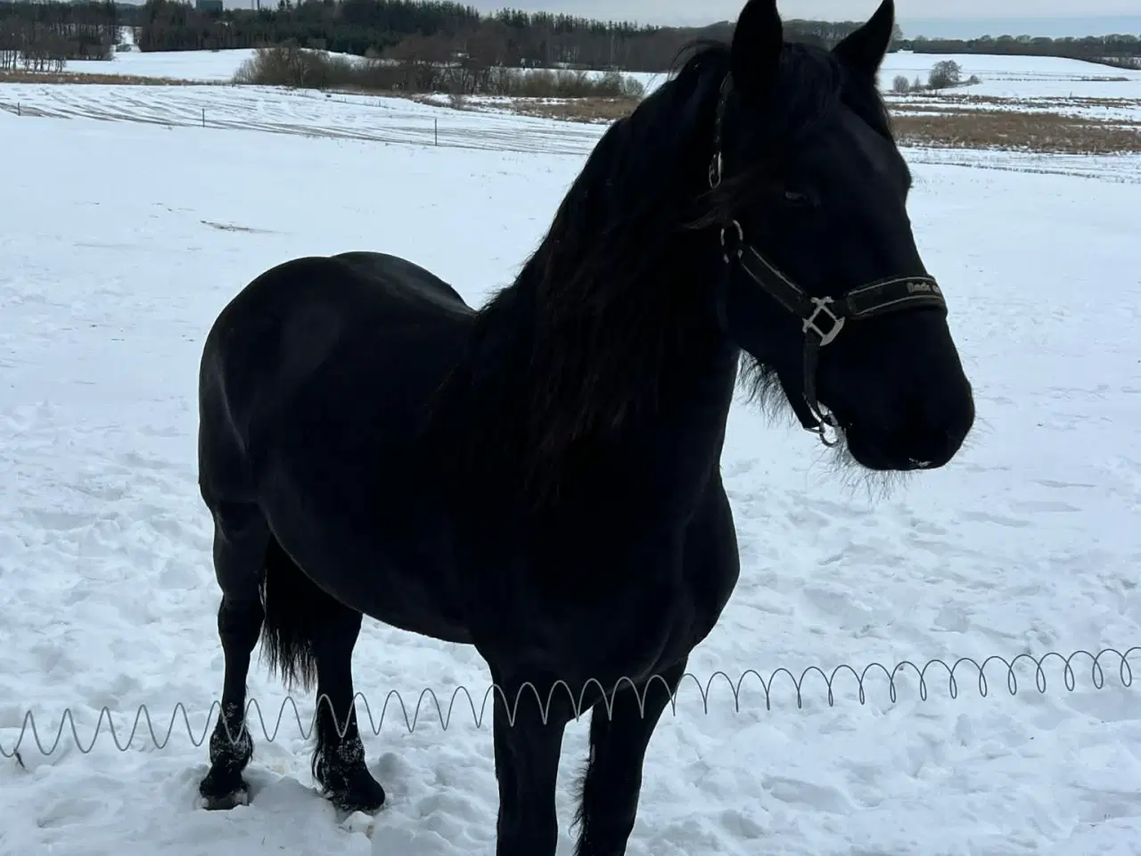 Billede 1 - Rå/ung Friser vallak 