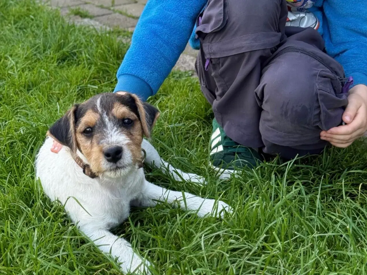 Billede 9 - Jack Russel sælges 
