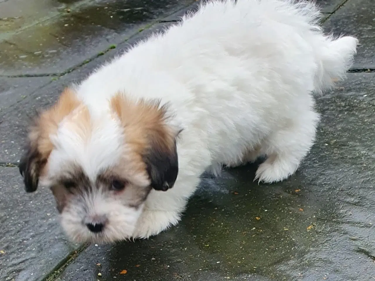 Billede 1 - Coton de tulear