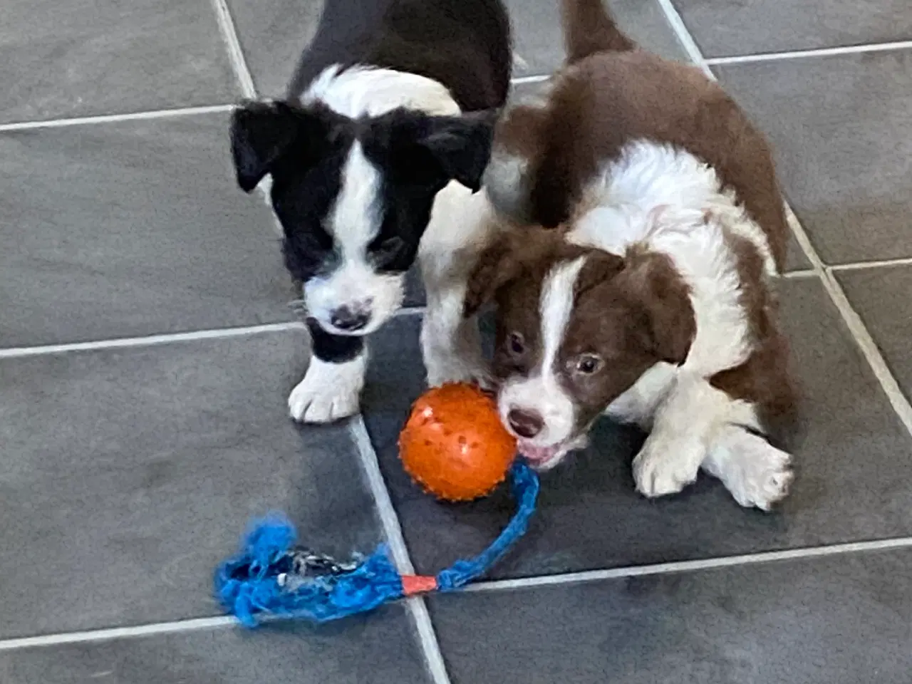 Billede 11 - Border Collie / Powder puff