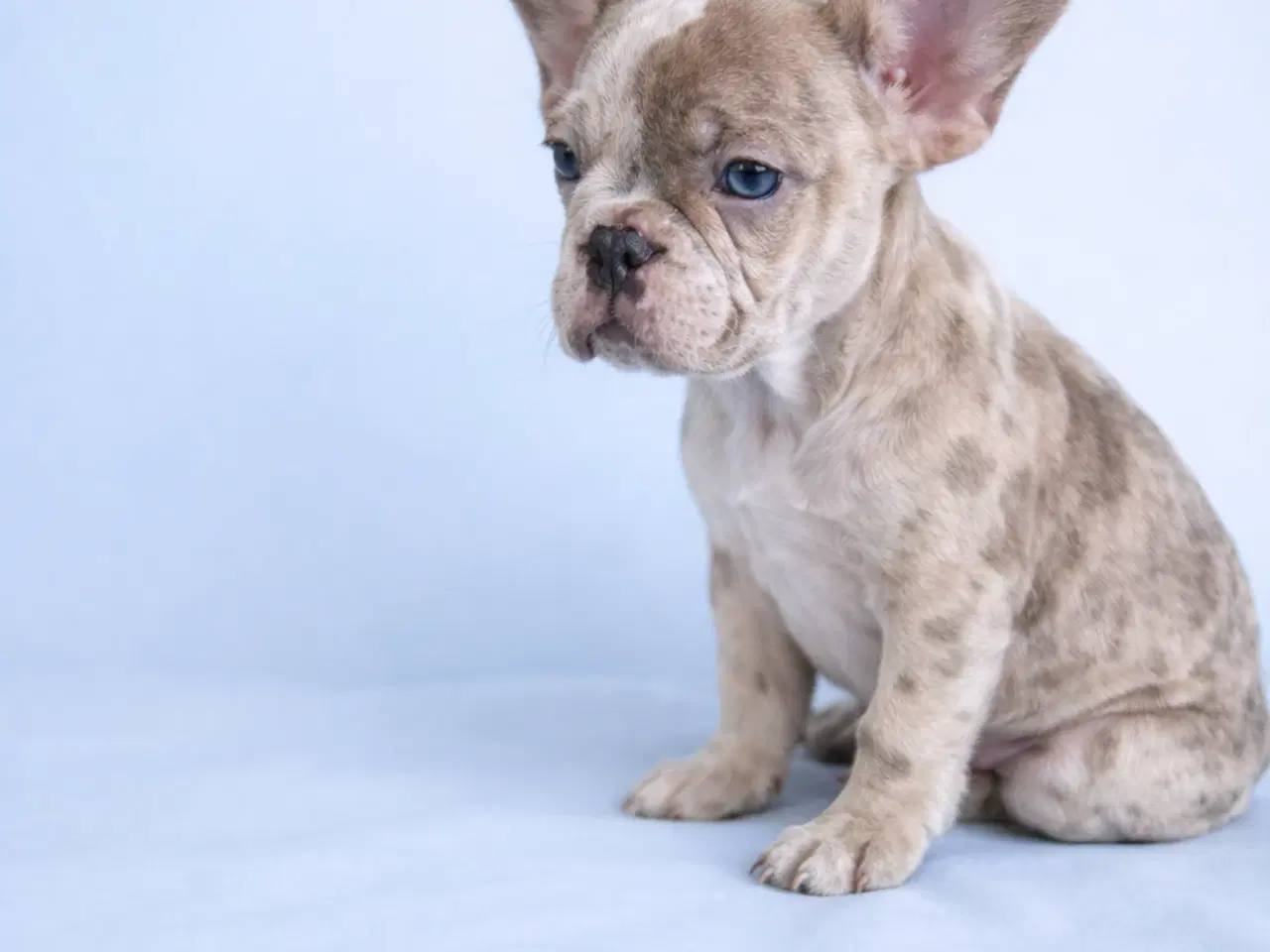 Billede 8 - Fransk bulldog hvalpe 