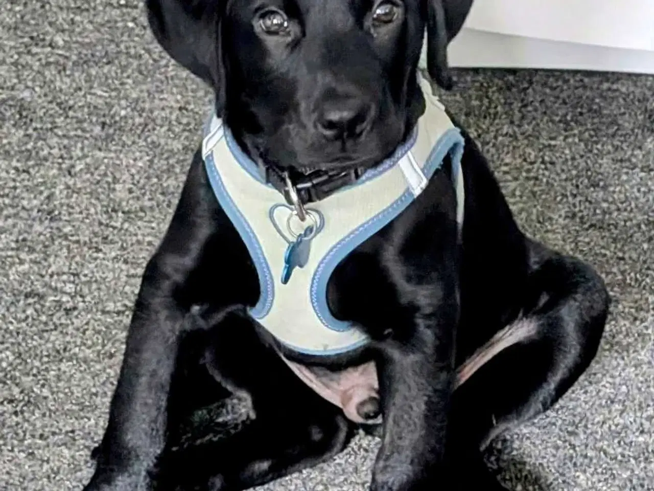 Billede 8 - Labrador retriever hvalp 