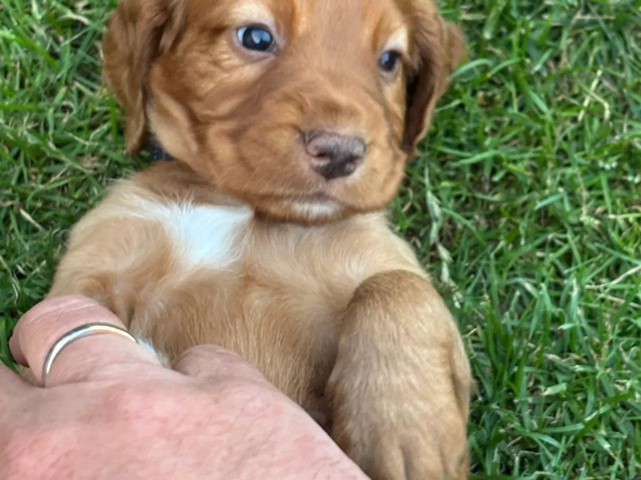Billede 3 - FT cocker spaniel hvalpe