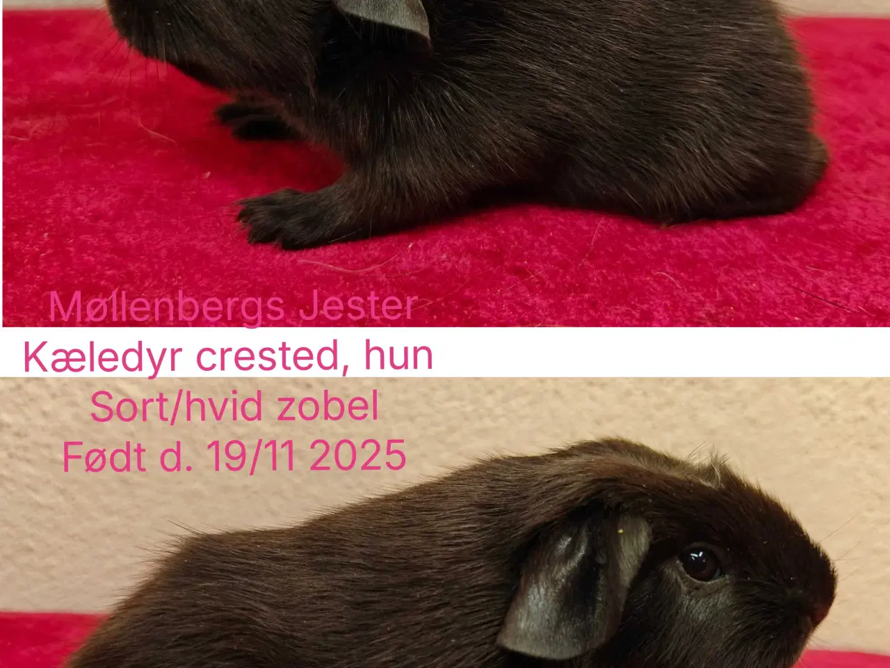 Billede 4 - Møllenbergs Opdræt