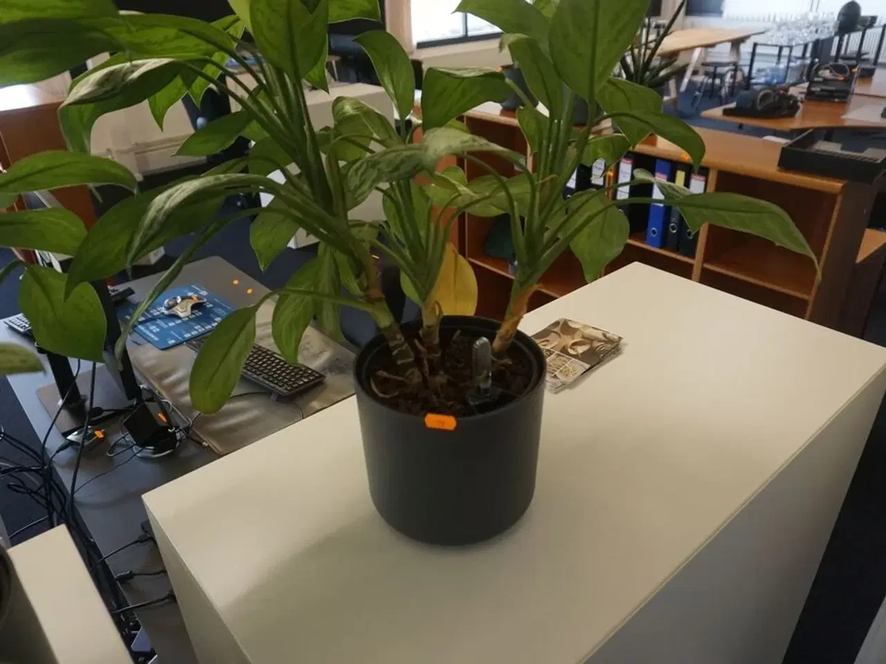 Billede 3 - 3 stk. planter