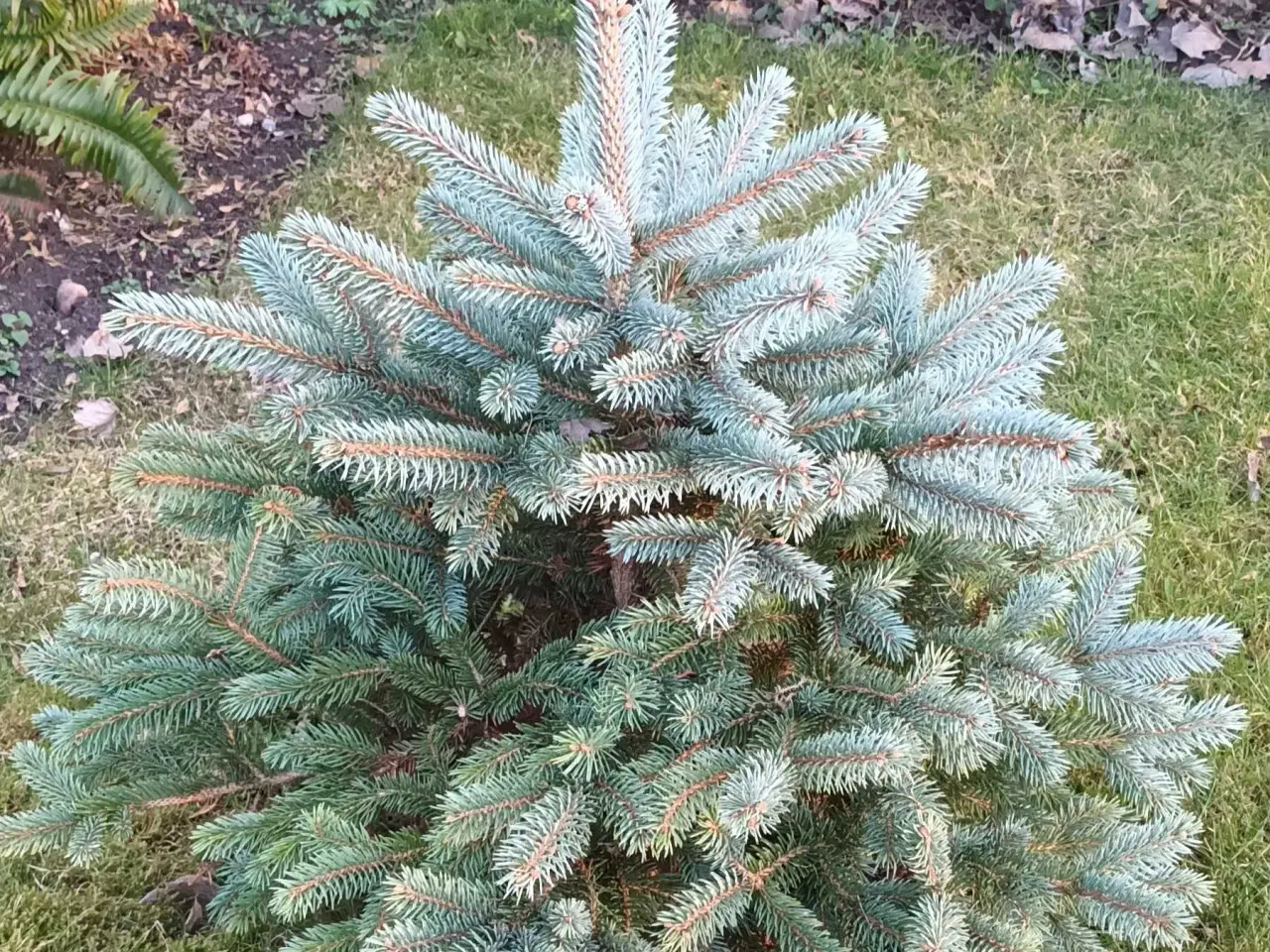 Billede 1 - Lille blågran