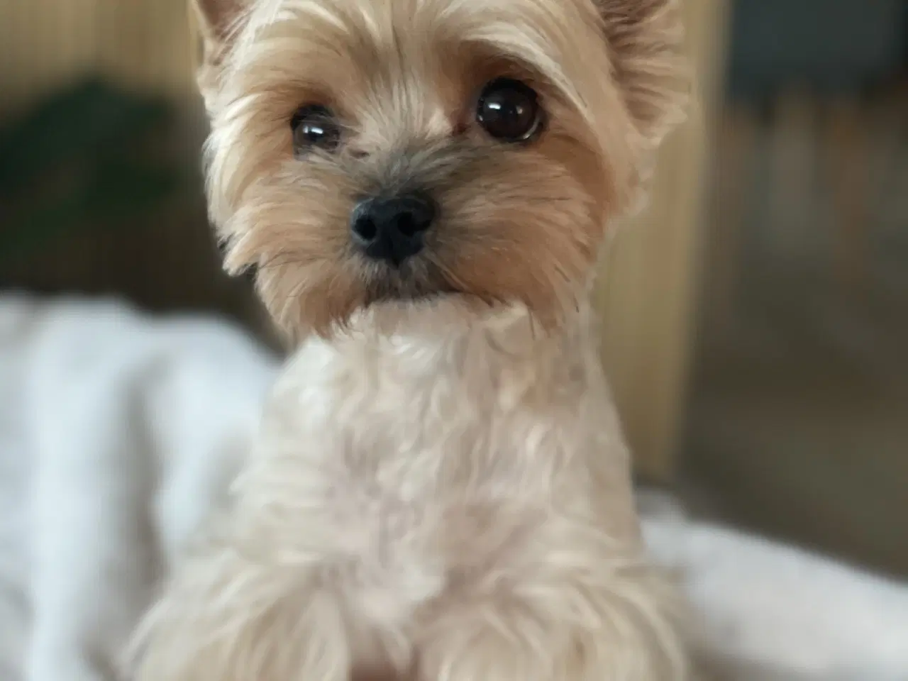 Billede 7 - Yorkipoo hvalpe-klar til nyt hjem uge 7