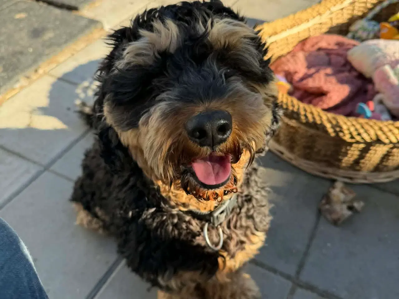 Billede 4 - 🐾 Balder søger sit nye for-ever hjem 🐾