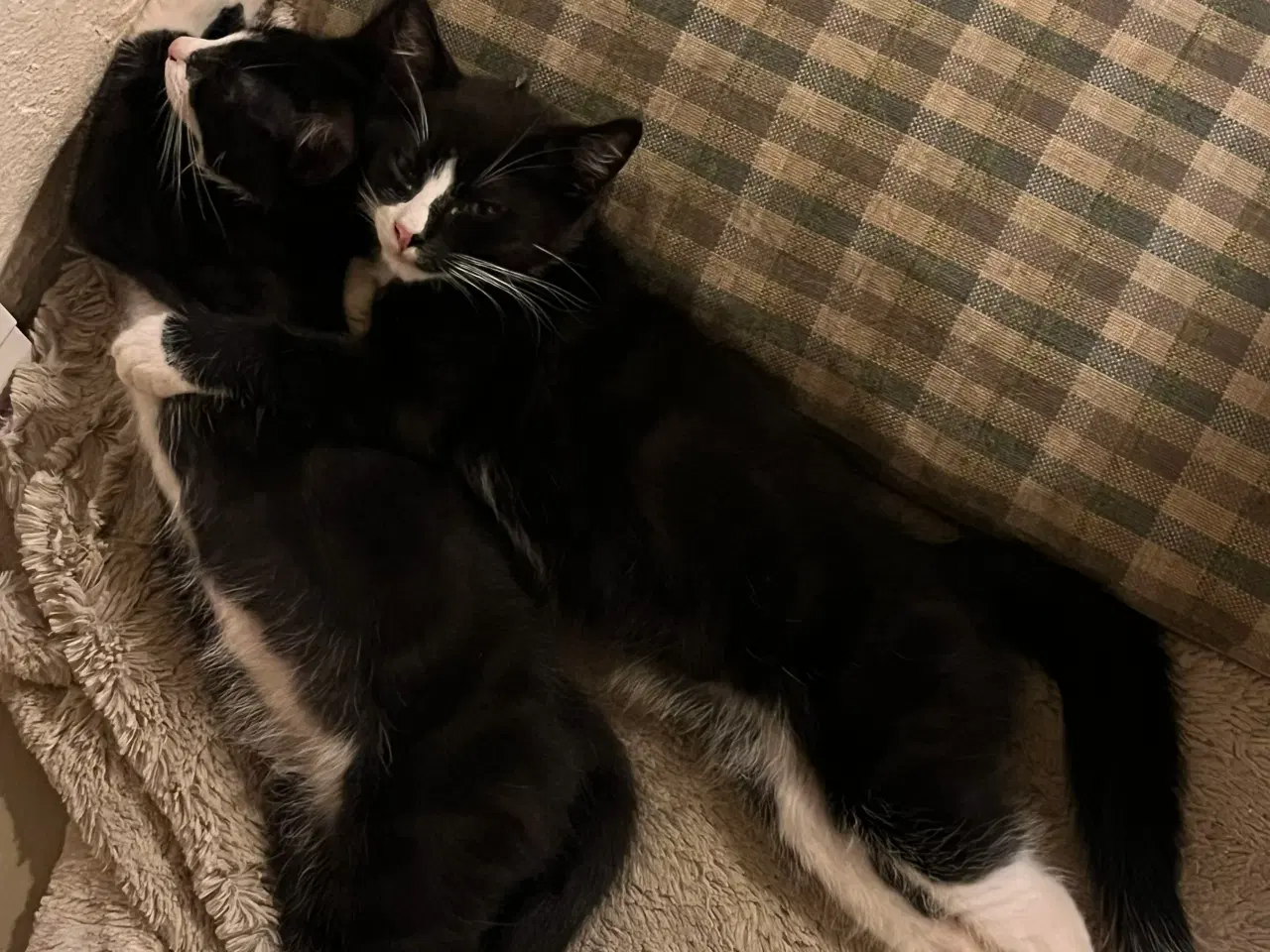 Billede 4 - 2 skønne brødre.