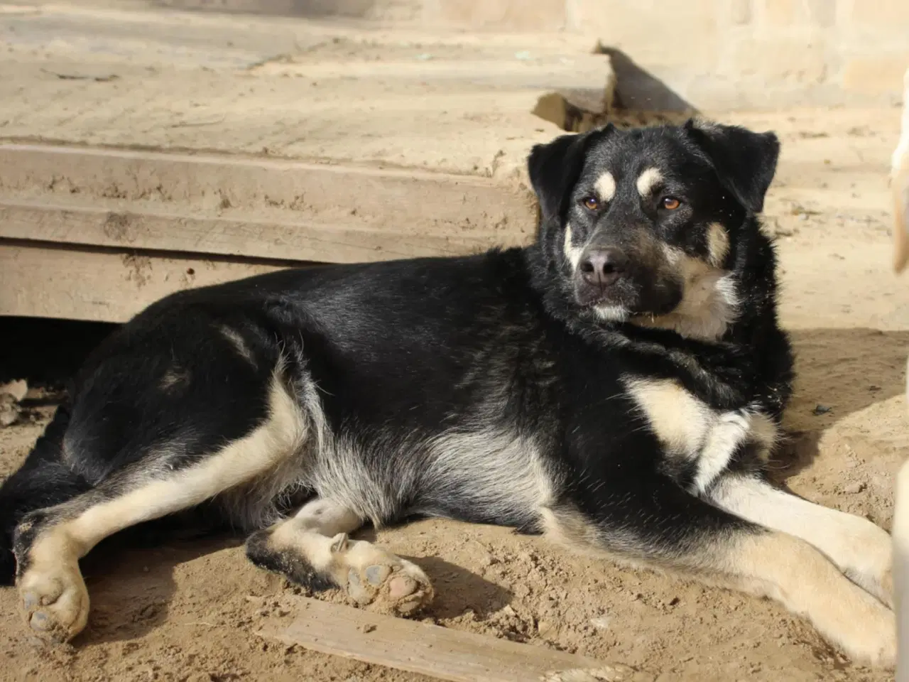 Billede 3 - Smukkeste Apollo søger sit 4ever hjem